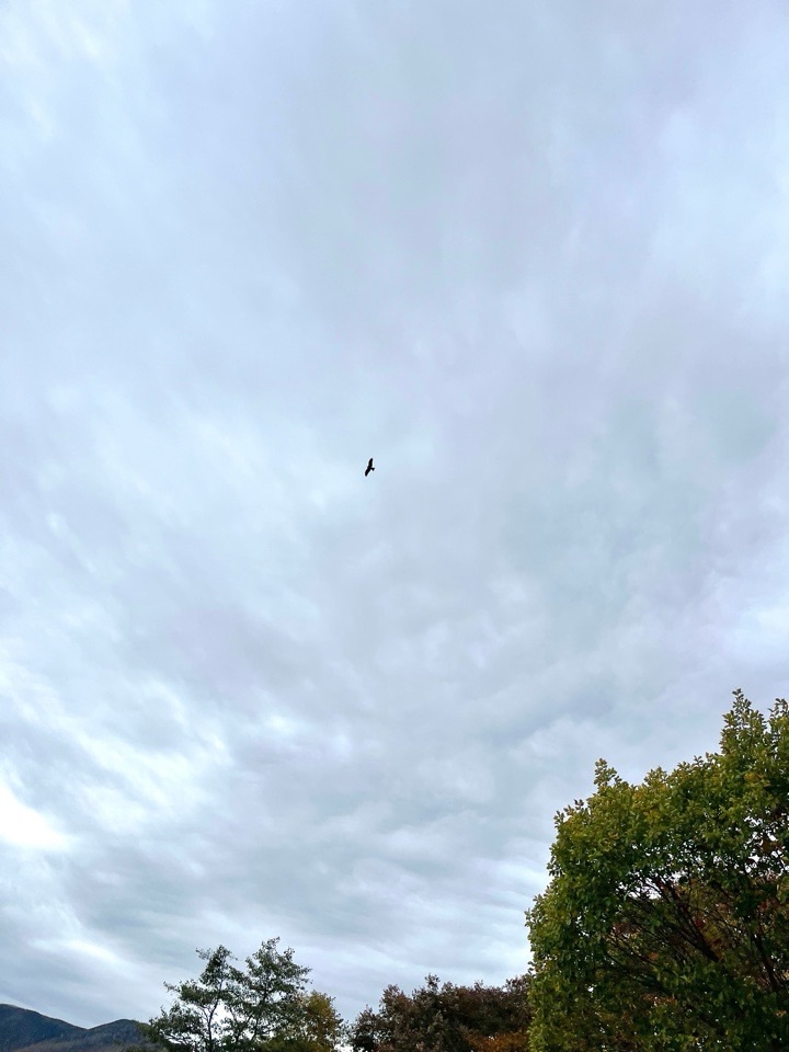 空を飛ぶトンビ